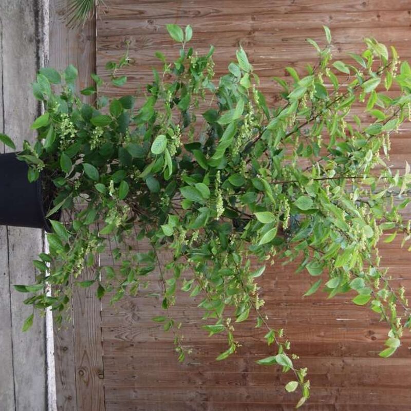 Viburnum plicatum f. tomentosum Kilimanjaro ('Jww1'PBR) 175-200 cm